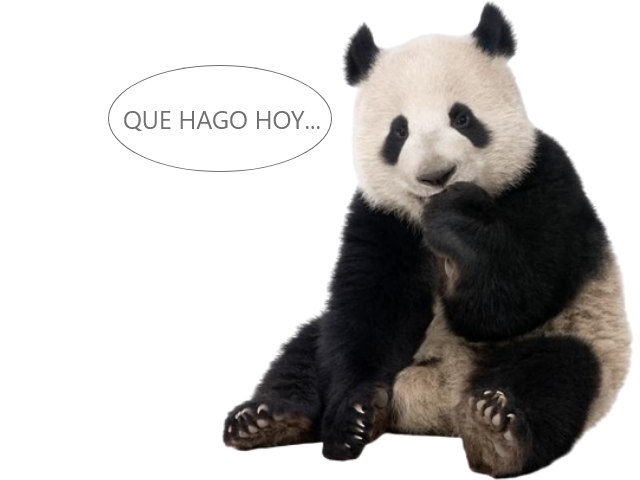 Oso Panda sin hibernar Oso Panda sin hibernar
