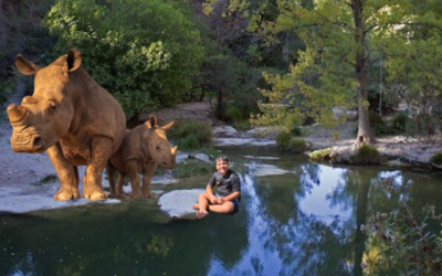 Los Rinocerontes: Gigantes de la Naturaleza