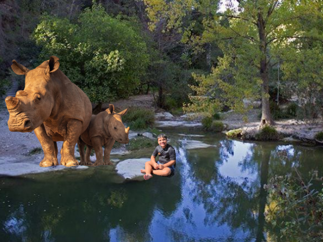 Los Rinocerontes: Gigantes de la Naturaleza