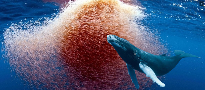 La Dieta de las Ballenas: Grandes Depredadores del Océano La Dieta de las Ballenas: Grandes Depredadores del Océano